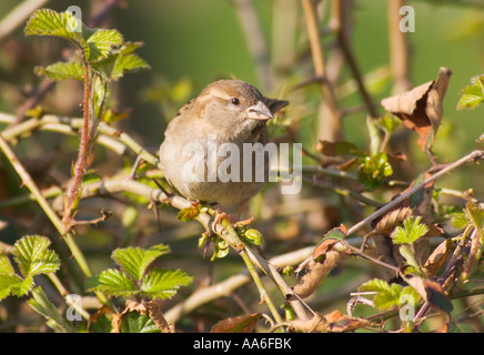 A female house sparrow (Passer domesticus) sitting on a twig Stock Photo