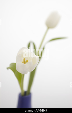 a single sharp white tulip with yellow stamens in a blue vase against a white background with blurred tulip Stock Photo