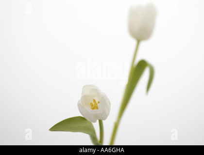a single sharp white tulip with stamens in a blue vase against a white background with blurred tulip Stock Photo