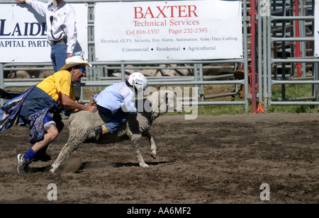 Rodeo Alberta Canada The mutton busters Stock Photo