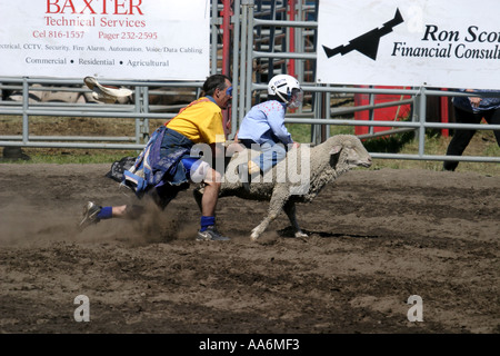 Rodeo Alberta Canada The mutton busters Stock Photo