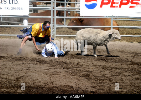 Rodeo Alberta Canada The mutton busters Stock Photo