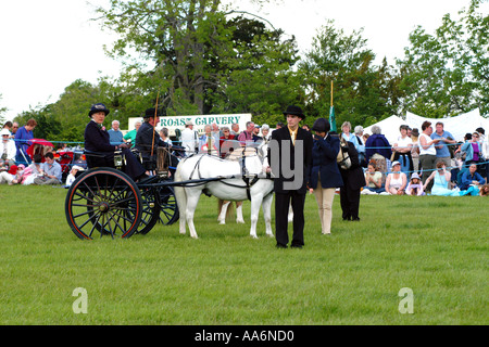 Pony and trap being driven in competition area Stock Photo