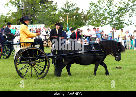 Pony and trap being driven in competition area Stock Photo