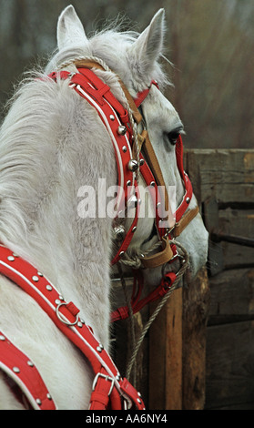 Portrait of the Orlov trotter Stock Photo