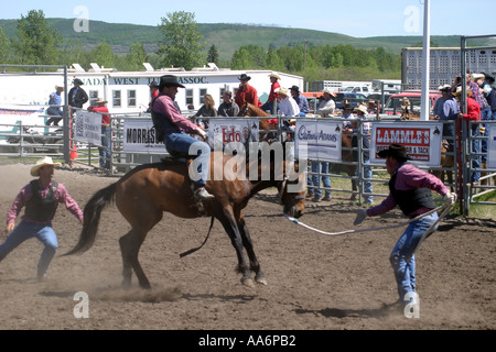 Rodeo Alberta Canada Wild horse race Stock Photo