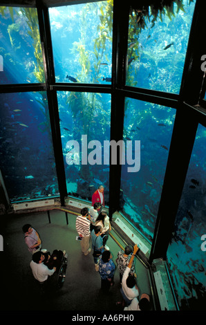 Elk237 1343 California Monterey Monterey Bay Aquarium kelp forest Stock Photo