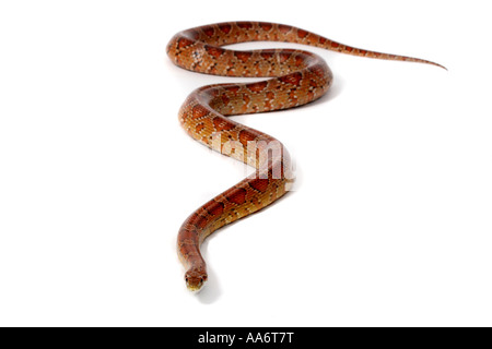 A studio photograph of a Corn Snake. Stock Photo