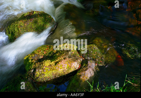 Moss covered rocks with water flowing past in scotland Stock Photo
