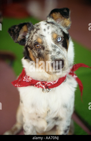 red heeler shepherd mix