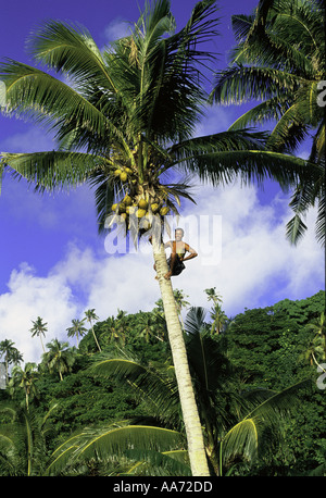artificial cat palm Large Cat Palm main image 1