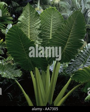 giant-taro-plant-hawaii-stock-photo-alamy