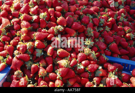 Market stall with fresh strawnerries Strawberry sale ripe fruits Stock Photo