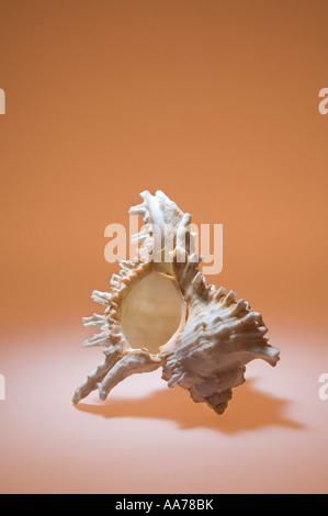 A very complex and ornate sea shell Stock Photo