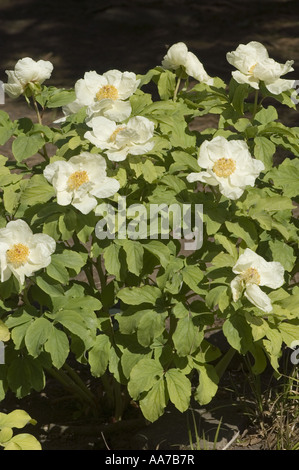 White flowers of Caucasian Peony Molly the Witch - Paeonia Mlokosewitschii  or daurica,  Caucasian Range, Asia Stock Photo