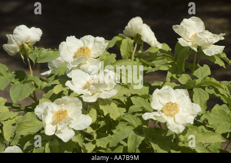 White flowers of Caucasian Peony Molly the Witch - Paeonia Mlokosewitschii  or daurica,  Caucasian Range, Asia Stock Photo