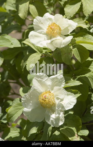 White flowers of Caucasian Peony Molly the Witch - Paeonia Mlokosewitschii  or daurica,  Caucasian Range, Asia Stock Photo