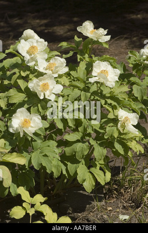 White flowers of Caucasian Peony Molly the Witch - Paeonia Mlokosewitschii  or daurica,  Caucasian Range, Asia Stock Photo