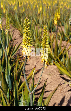 Agriculture - Closeup of commercial aloe vera plants and blossoms / Rio Grande Valley, Texas, USA. Stock Photo