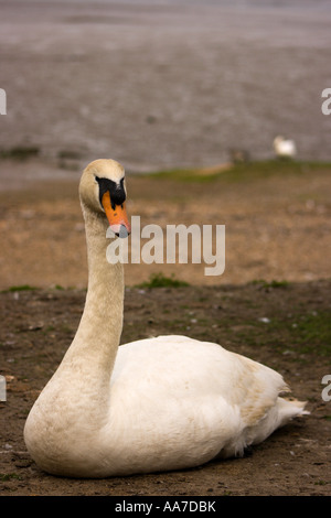 A swan on a river bank at Mistley Essex Stock Photo