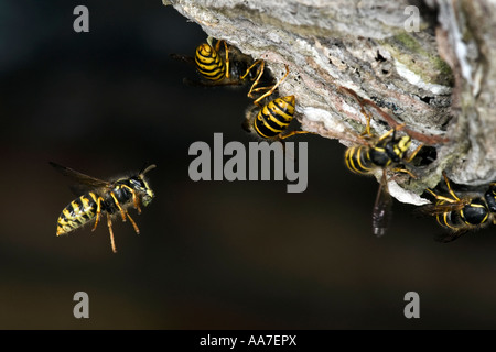 Saxon Wasp Dolichovespula saxonica in flight at nest with nice out of focus background Biggleswade bedfordshire Stock Photo
