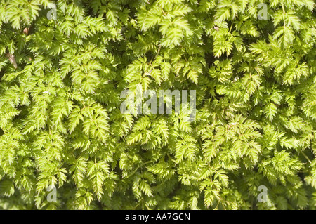 dwarf goat's beard - Rosaceae - Aruncus aethusifolius Nakai, Himalayas Stock Photo