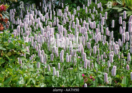 Persicaria bistorta superbum Hardy herbaceous border perennial Stock Photo