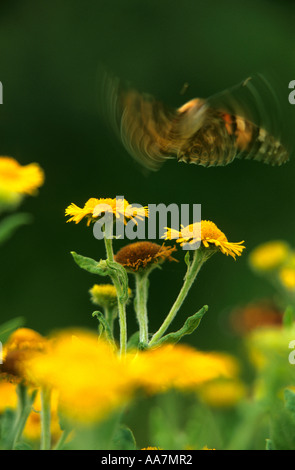 painted lady butterfly Vanessa cardui in flight Cornwall Stock Photo