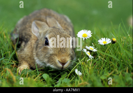 Rabbit Oryctolagus cunniculus with daisies Cornwall Stock Photo