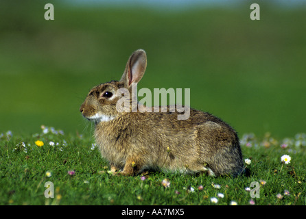 Rabbit Oryctolagus cunniculus in meadow cornwall Stock Photo