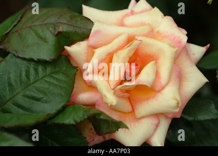 Dawn chorus rose blossom wide open Stock Photo
