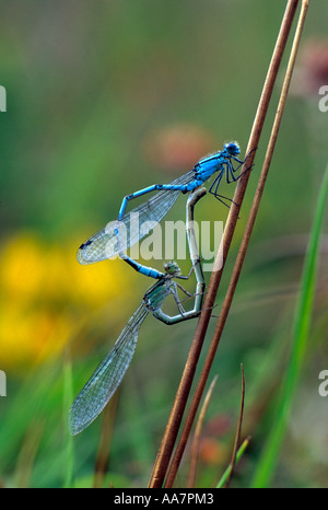 Common blue damselflies mating, Cornwall, UK Stock Photo - Alamy