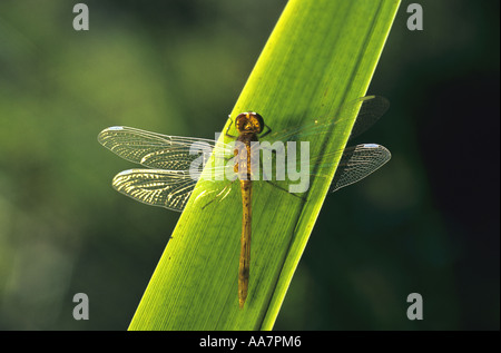 Common darter dragonfly Sympetrum striolatum newly emerged summer cornwall Stock Photo