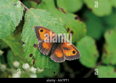 gatekeeper butterfly Pyronia tithonus cornwall summer 2005 Stock Photo