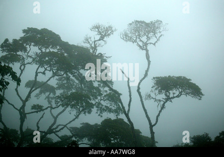 Dense mist in the rainforest of Pirre mountains in the Darien national park, Darien province, Republic of Panama.