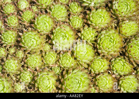 beard of Jove plant - Crassulaceae - Jovibarba arenaria Stock Photo