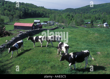 Barton VT Holstein cows on a dairy farm in Vermont s Northern Forest ...