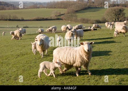 Romney marsh sheep and lambs springtime country Kent Stock Photo