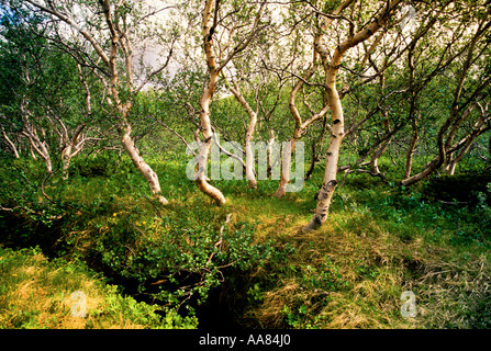 Iceland's Jokulsargljufur National Park forest with wildflowers Stock