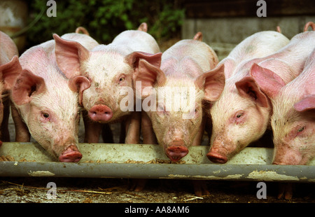 piglets feeding cornwall summer Stock Photo