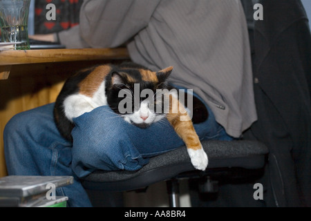cat sleeping on a lap Stock Photo