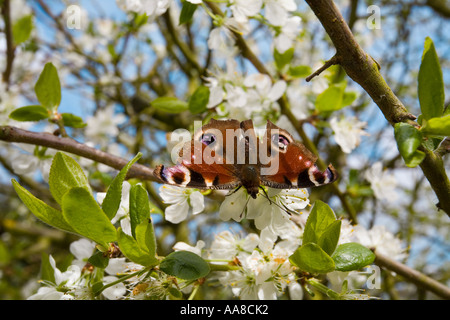 Butterfly on Victoria plum tree blossom Stock Photo