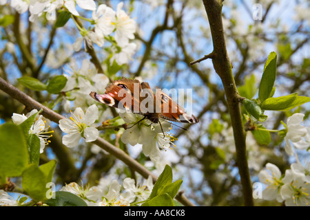 Butterfly on Victoria plum tree blossom Stock Photo