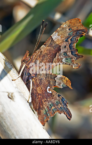 Under wing view of Comma butterfly Polygonia c album showing the characteristic white mark that give the species its name Stock Photo