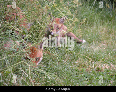 European Red Fox in the UK Stock Photo