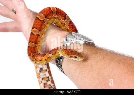 A studio photograph of a Corn Snake wrapped around a man's arm. Stock Photo