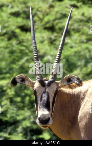 Close up portrait of Fringe eared Oryx in Tsavo West National Park Kenya East Africa Stock Photo