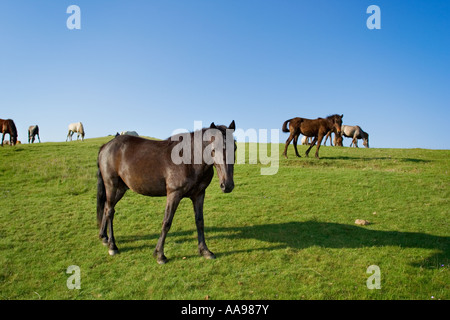 Herd of horses on a pasture Stock Photo
