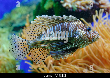 Lionfish in aquarium Stock Photo