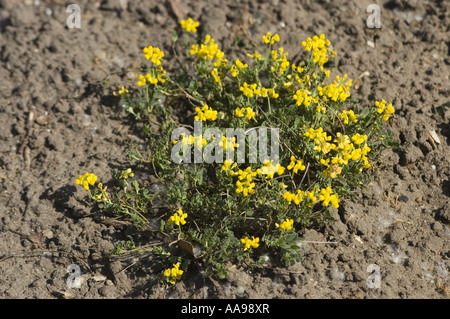 Yellow spring mountain rock garden plant of small scorpion vetch - Leguminosae - Coronilla vaginalis Stock Photo